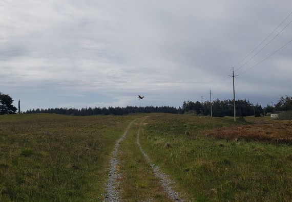Tolowa Dunes SP_red-tailed hawk