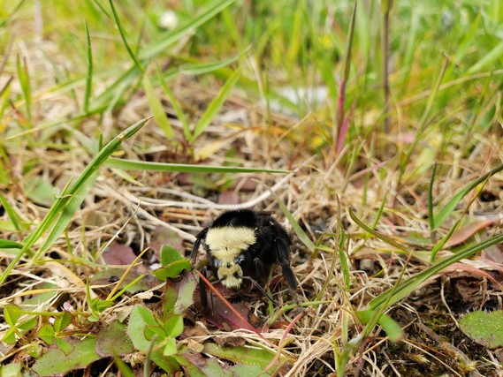 Tolowa Dunes SP_bumblebee