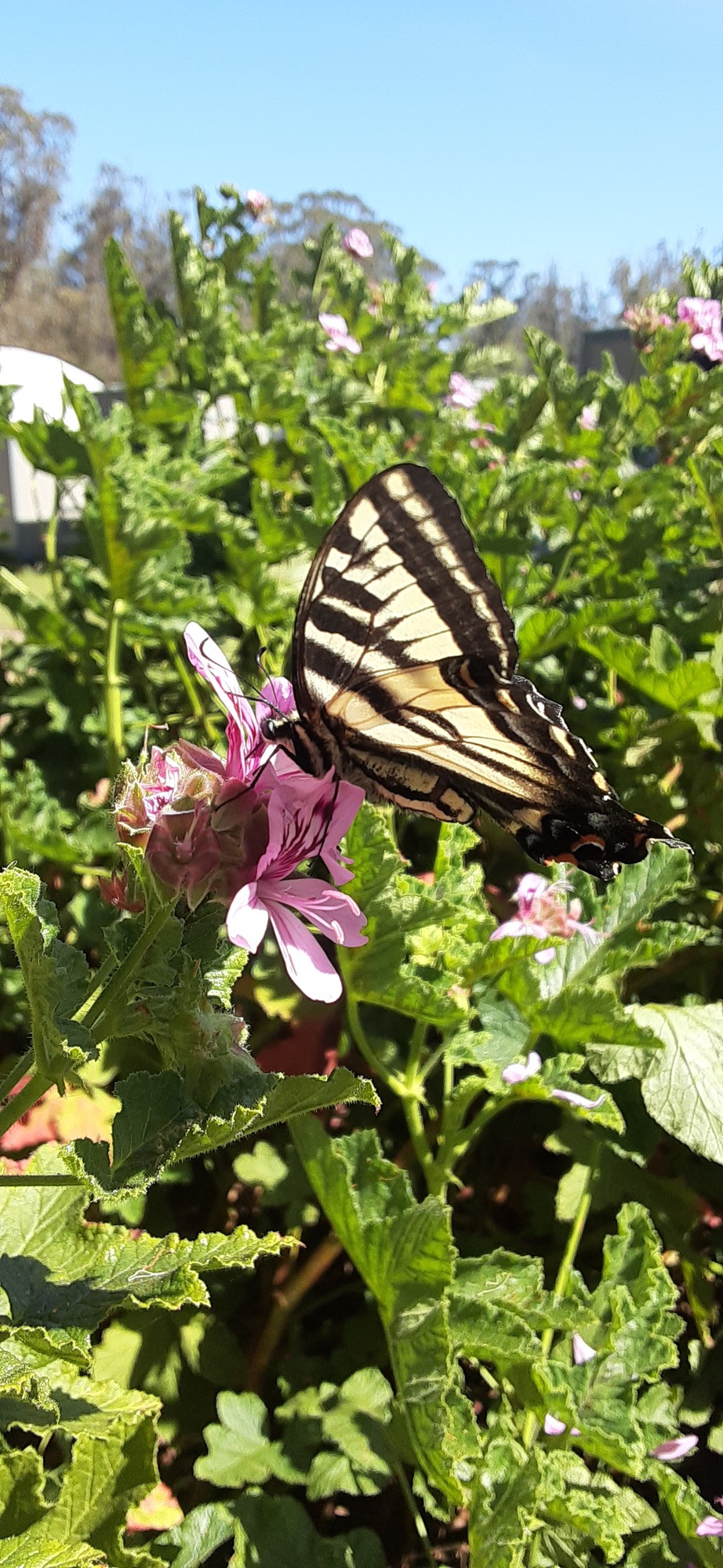 Montana de Oro SP (Butterfly)