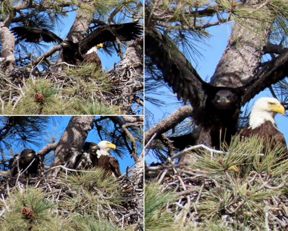 Cuyamaca Rancho SP (Bald Eagles)