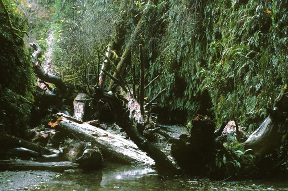 Prairie Creek Redwoods SP (Fern Canyon)