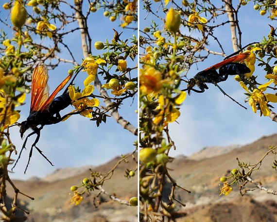 Eastern Kern County Onyx Ranch SVRA_tarantula hawk