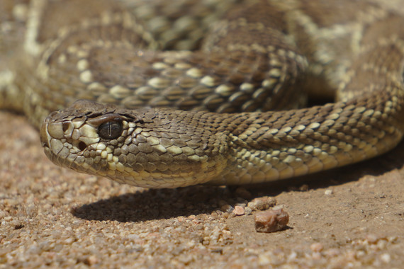 Mojave Rattlesnake Antelope Valley California Poppy Reserve