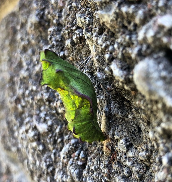 butterfly chrysalis at Woodson Bridge SRA