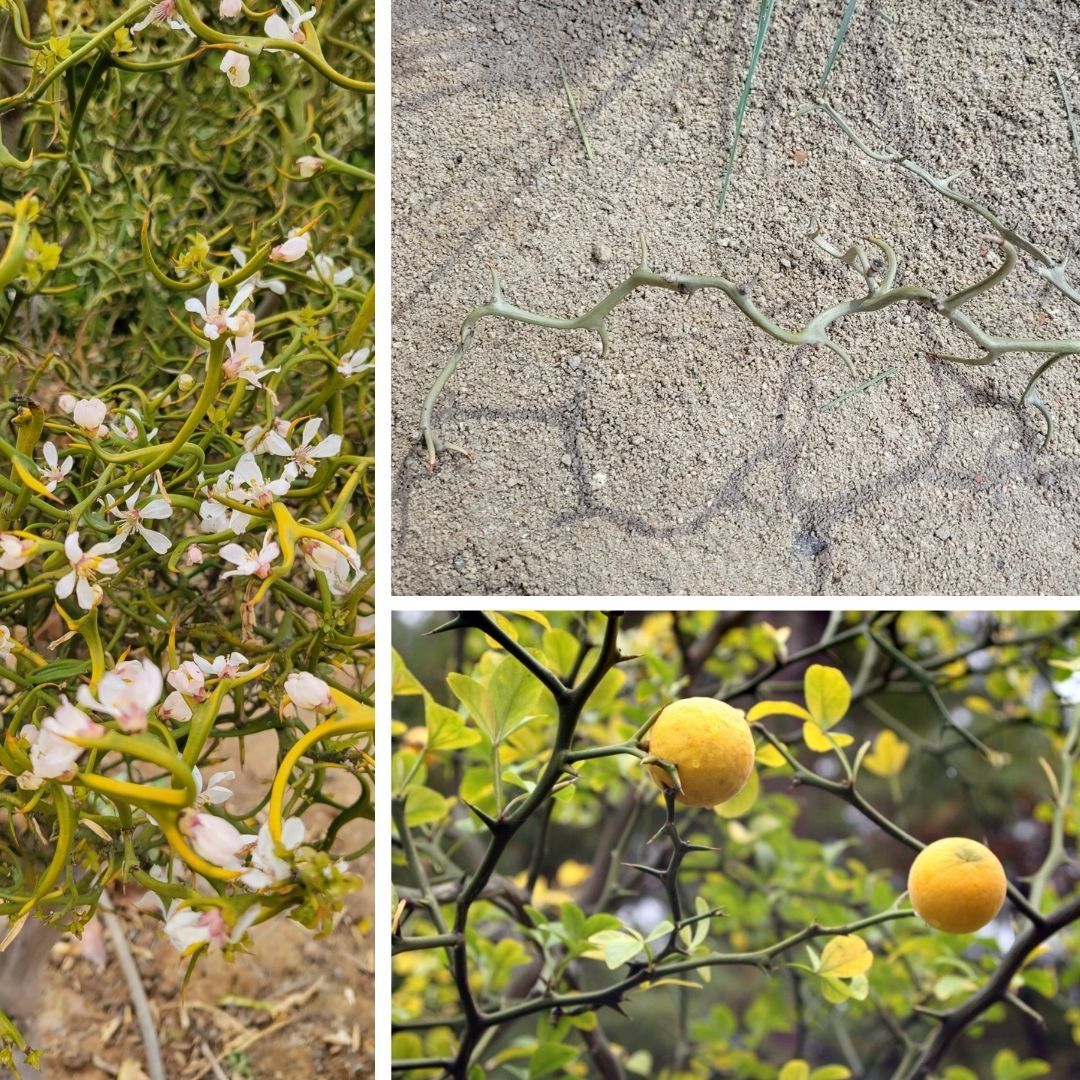 Flying Dragon Trifoliate