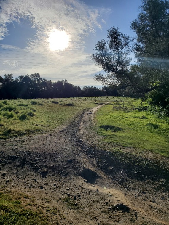 Folsom Lake SRA (Olive Orchard)