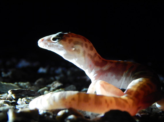 Providence Mountains SRA (Desert Banded Gecko)