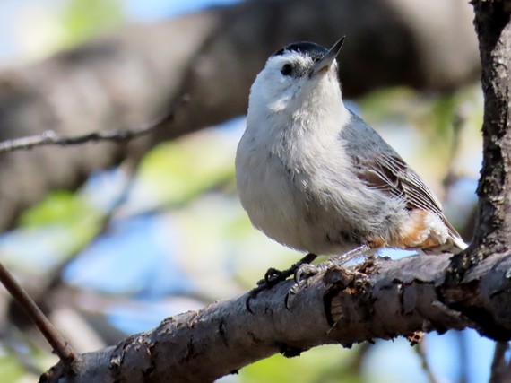 Cuyamaca Rancho SP (White-breasted nuthatch)