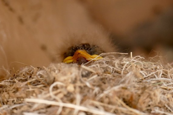 Providence Mountains SRA (Say's phoebe chick)