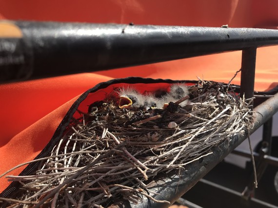 Crystal Cove SP_baby birds