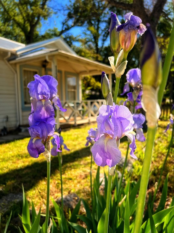 Columbia SHP_Cottage C Irises May