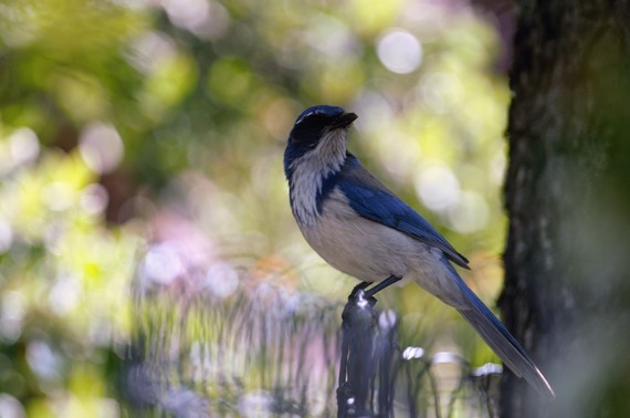Columbia State Historic Park_Scrub Jay visits the garden Caleb Masquelier