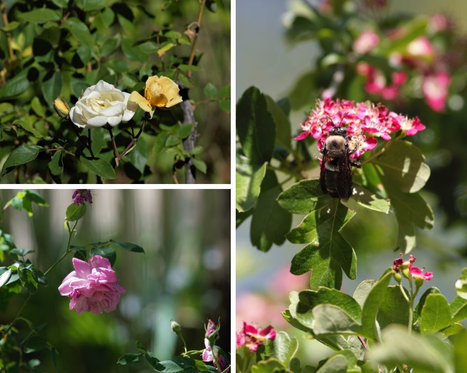 columbia SHP_flowers