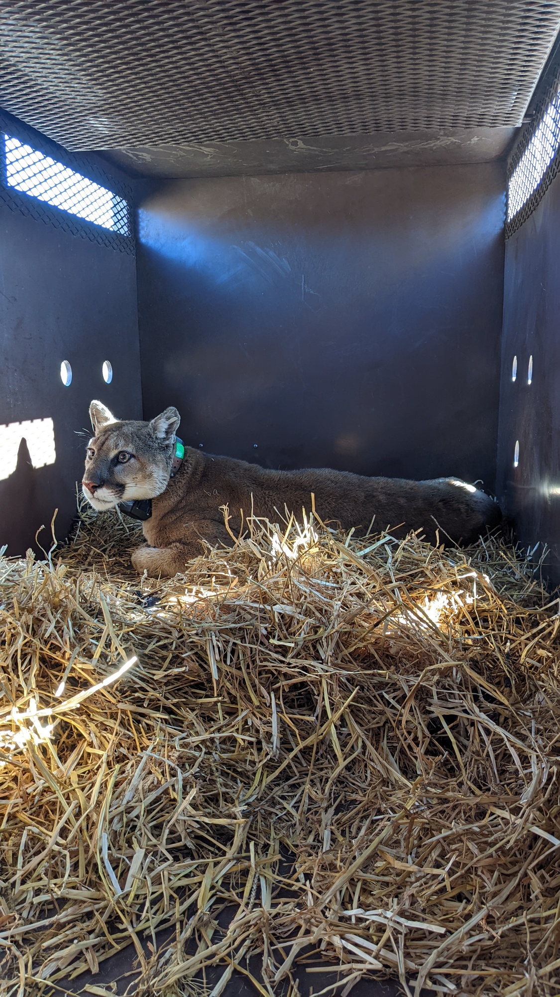 Mono Lake Tufa SNR_mountain lion