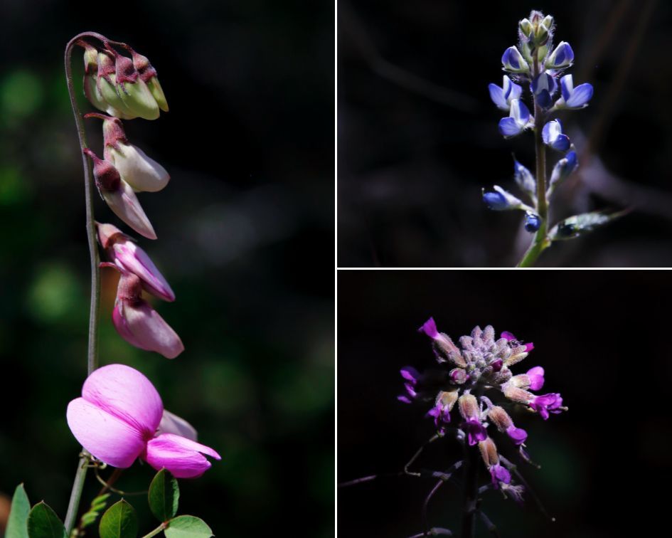 Cuyamaca Rancho SP_flower collage