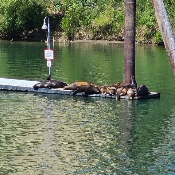 Old Town Sacramento SHP_sea lions