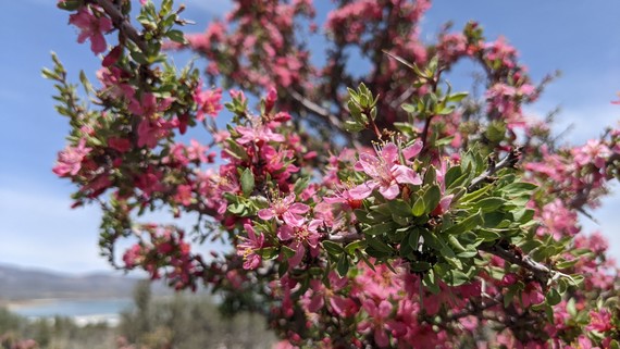 Mono Lake SNR_spring bloom