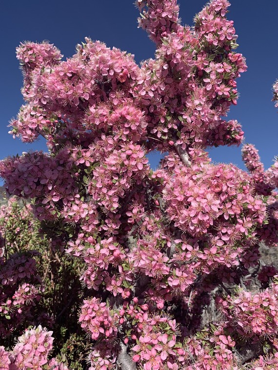 Mono Lake Tufa SNR_desert peach