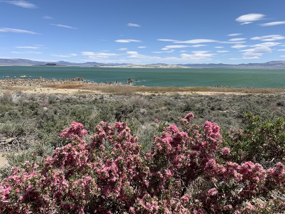 Mono Lake Tufa SNR_desert peach wideshot 