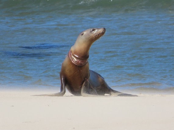 Malibu Lagoon SB_injured seal