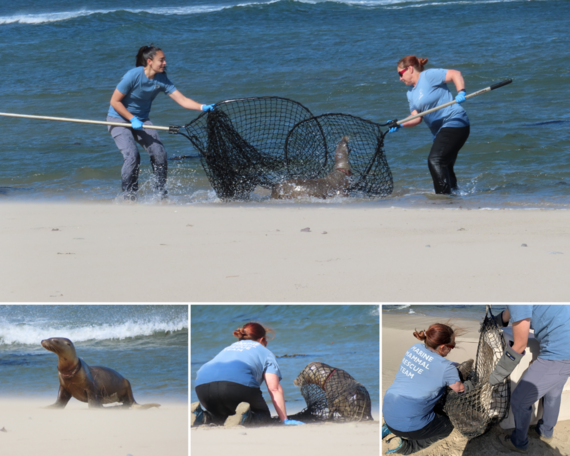 Malibu Lagoon SB_injured seal collage