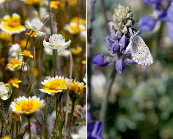 Cuyamaca Rancho SP (collage)