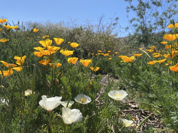 Chino Hills SP (white poppy)