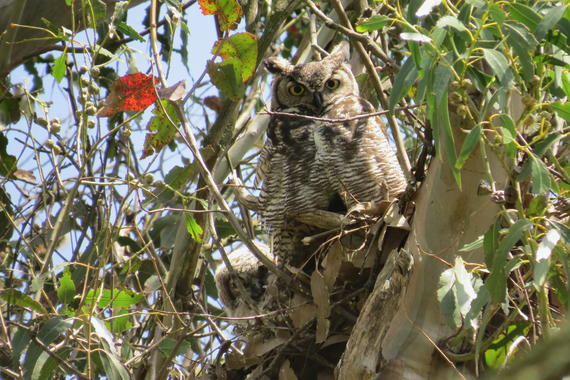 horned owl