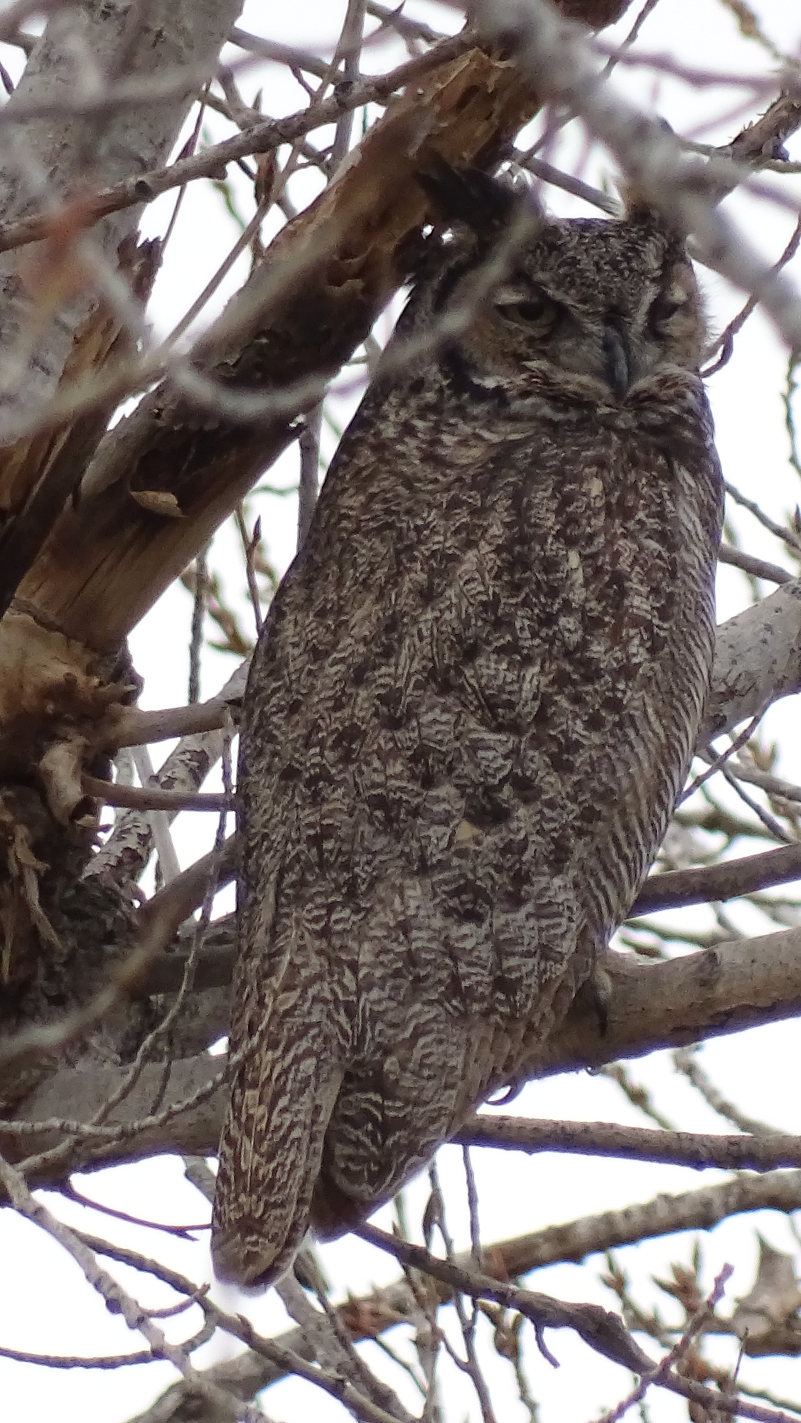 A Great Horned Owl