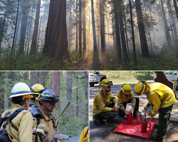 Calaveras Big Tress SP_prescribed burn collage 1