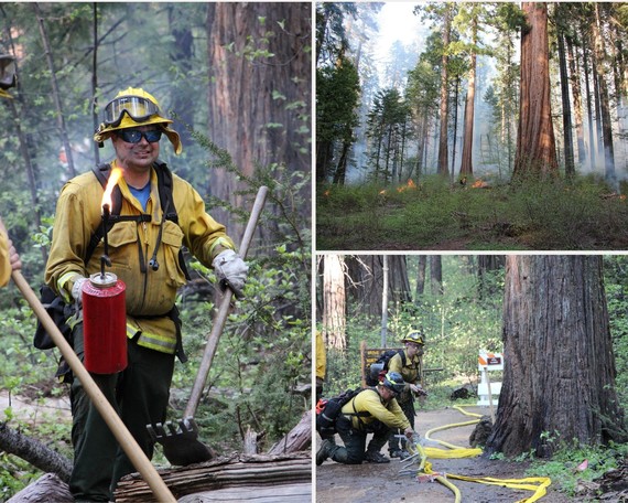 Calaveras Big Trees SP_prescribed burn collage 2