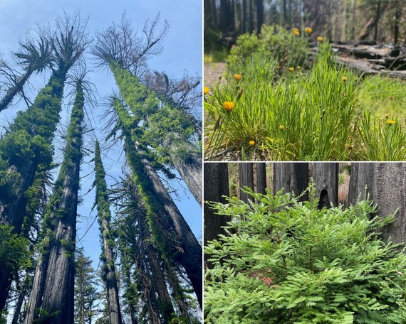 Big Basin Redwoods SP_collage 1