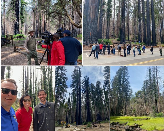 Big Basin Redwoods SP_collage 2