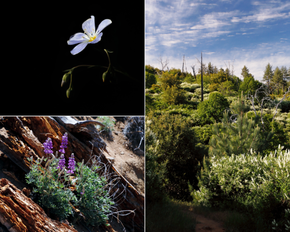 Cuyamaca Rancho SP (Collage)