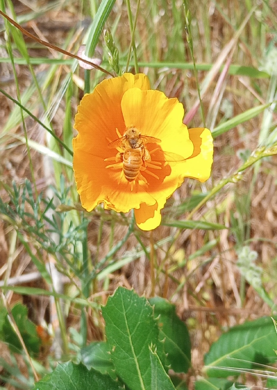 Shasta SHP (Bee on poppy)