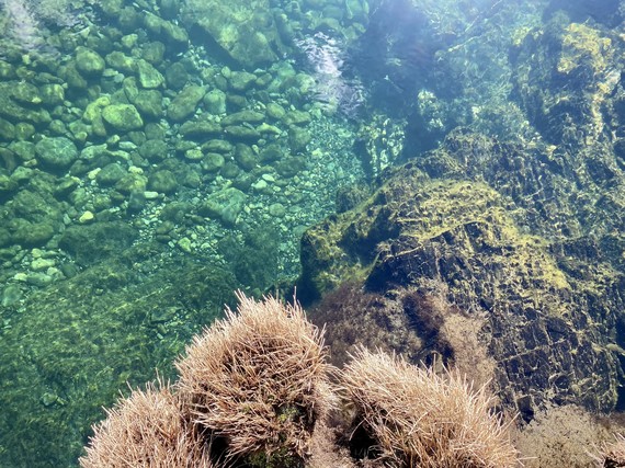 Jedediah Smith Redwoods SP (Smith River)