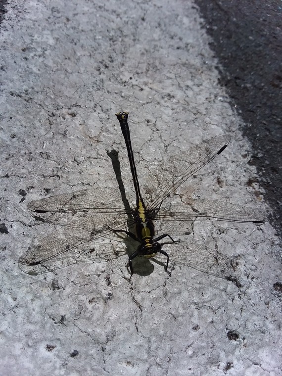 Portola Redwoods SP dragonfly