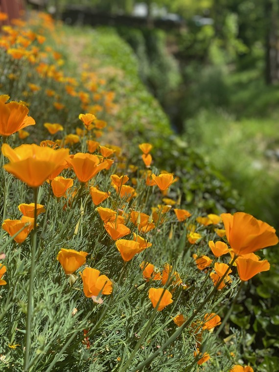 Weaverville Joss House SHP_poppies