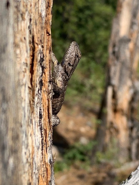 Plumas-Eureka SP (Lizard)