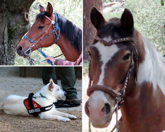 Cuyamaca Rancho SP (Collage)