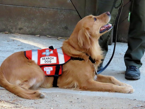 Cuyamaca Rancho SP (Golden retriever)