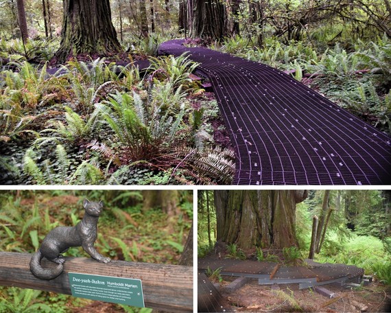 Jed Smith Redwoods SP_walkway collage