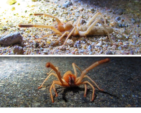 camel spider