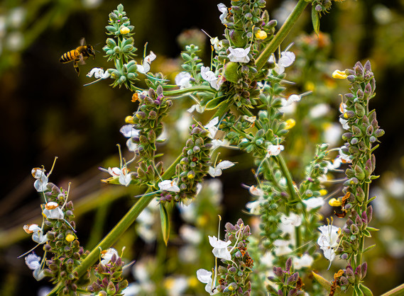 Bee at Torrey Pines
