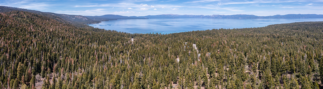 Forest and Lake Tahoe