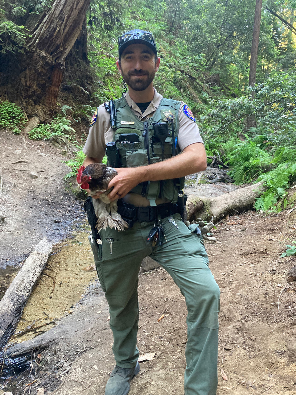 Henry Cowell Redwoods SP (Ranger and Rooster)