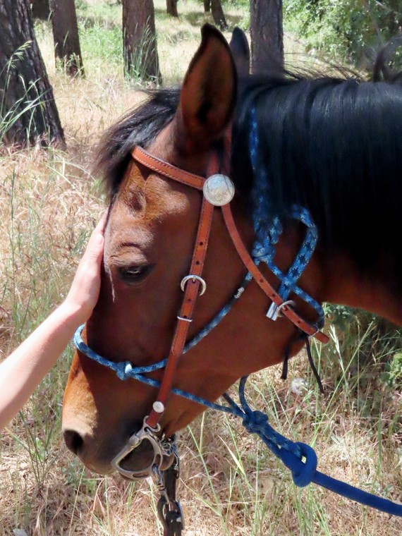 Cuyamaca Rancho SP (Volunteer's horse Sierra)