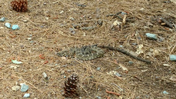 Empire Mine SHP (Rattlesnake)