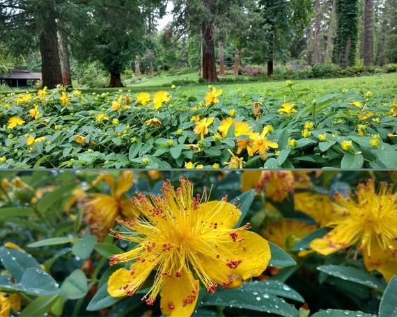 Empire Mine SHP (St. John's Wort flower)