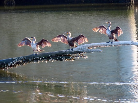 Malibu Lagoon State Beach (three cormorants)
